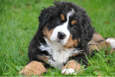 Fluffy puppy laying down in a grassy field.  The pup tilts it's head, and has a mostly black coat, with two tufts of of brown for eyebrows, and a white chest and snout.