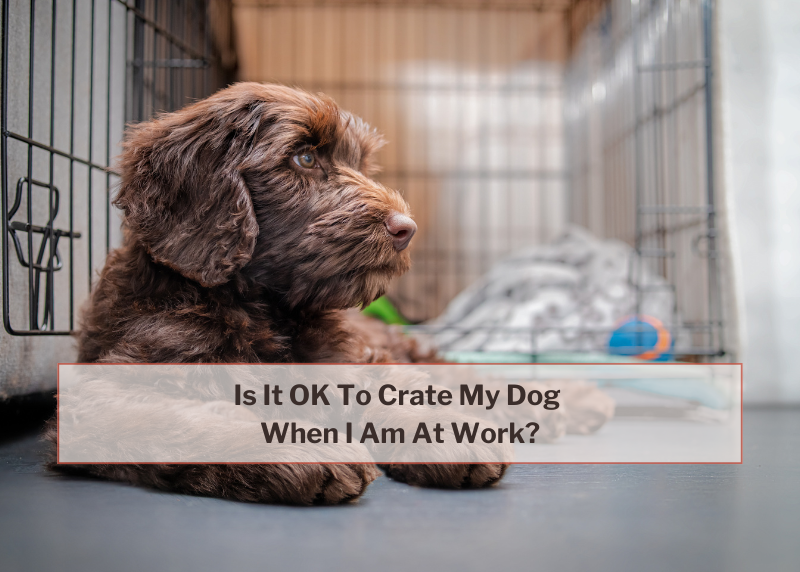 dog sitting in crate with blog title overlay