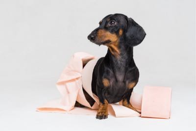 Black and Brown Dachshund wrapped in toilet paper looks triumphantly off to the left, to her right is a roll of TP