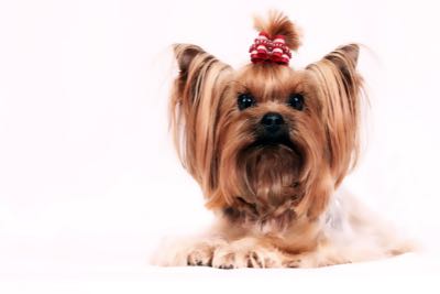 A Yorkie with her bangs in a scrunchie, perched behind a white background