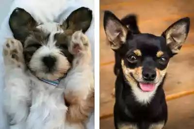 Left: Puppy laying belly up in bed, front paws raised and eyes scrunched shut like a baby. 
Right: Black Chihuahua with brown spots smiling with his tongue out 