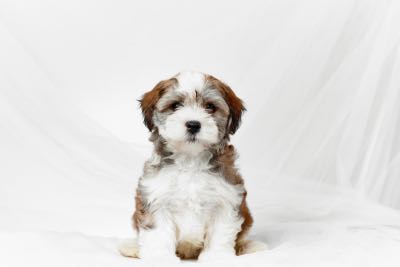 White Havanese puppy with Brown and Black sitting stoicly.  