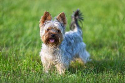 Excited Small Dog in Grass