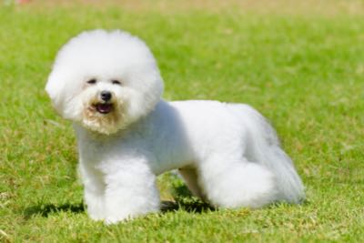 An extremely poofy white Bichon Frise in a patch of grass