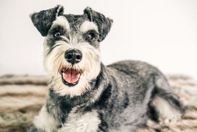 Black and white miniature Schnauzer laying down, looking excited.