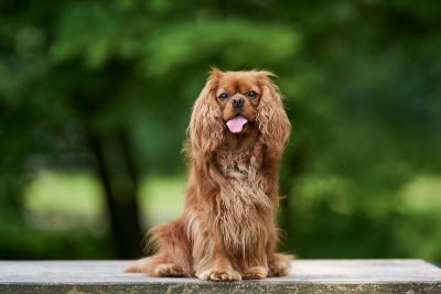 Brown Cavalier King Charles Spaniel sitting with tongue out.  