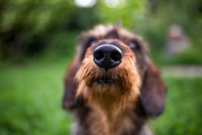 Blurry Dog sitting in a grassy patch. 
The camera lens has focused on the end of his nose and snout.