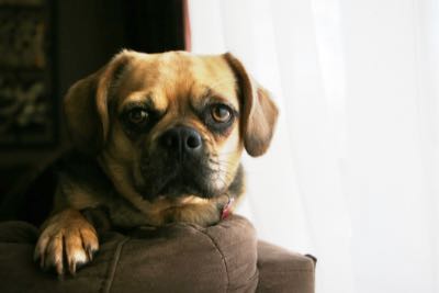 Small pup chilling on the corner of the couch.