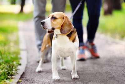 Beagle being walked down a park path with his owners.