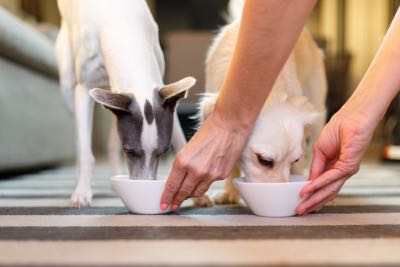 Two small dogs eating from their food bowls as their human sets them down.