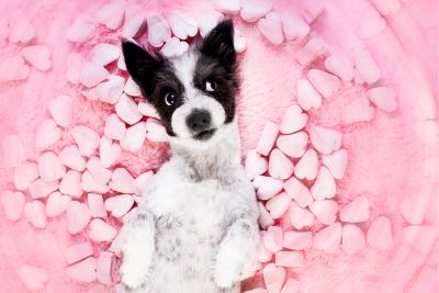 Small white dog with black patches on his head laying on his back, looking up at the camera.  He lies on a fluffy pink carpet, surrounded by pink hearts scattered on the ground.