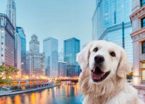 13 Dog Friendly Locations You’ll Love In River North