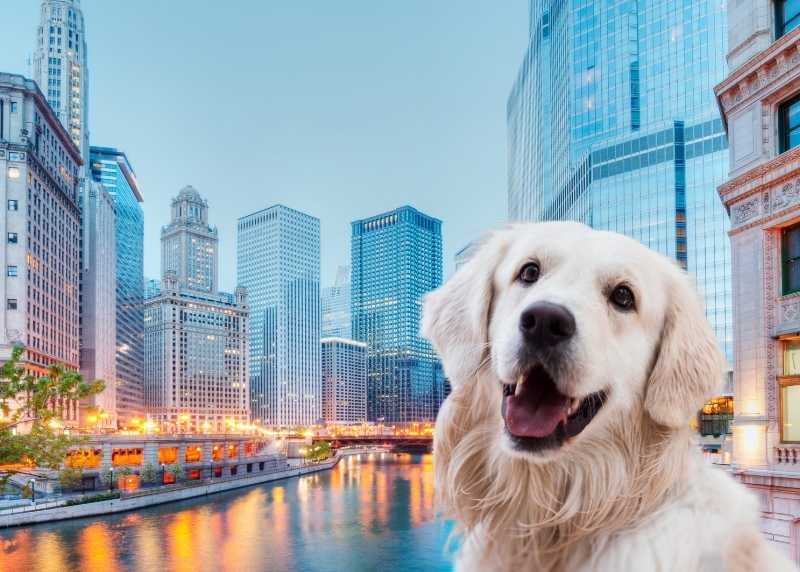 10 Fun Things to do with your Dog in River North, Chicago this Summer