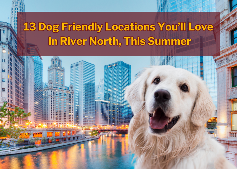 dog in river north chicago