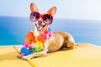 A smiling Chihuahua wearing a rainbow colored plastic lei, and a pair of human-sized red sunglasses.  The pooch is laying down on a yellow lawn chair, in front of a calm, sapphire ocean.