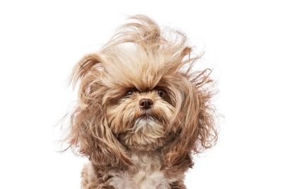 A small, fluffy dog with a voluminous blowout.