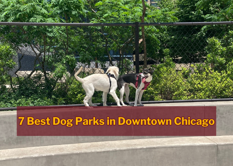 dogs at dog park