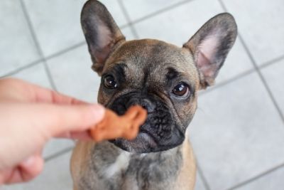 Hand holding treat out to French Bulldog Puppy with pouty face.