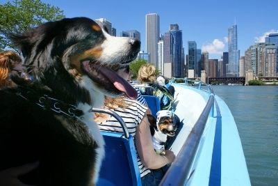 Happy dogs and their humans out on the water