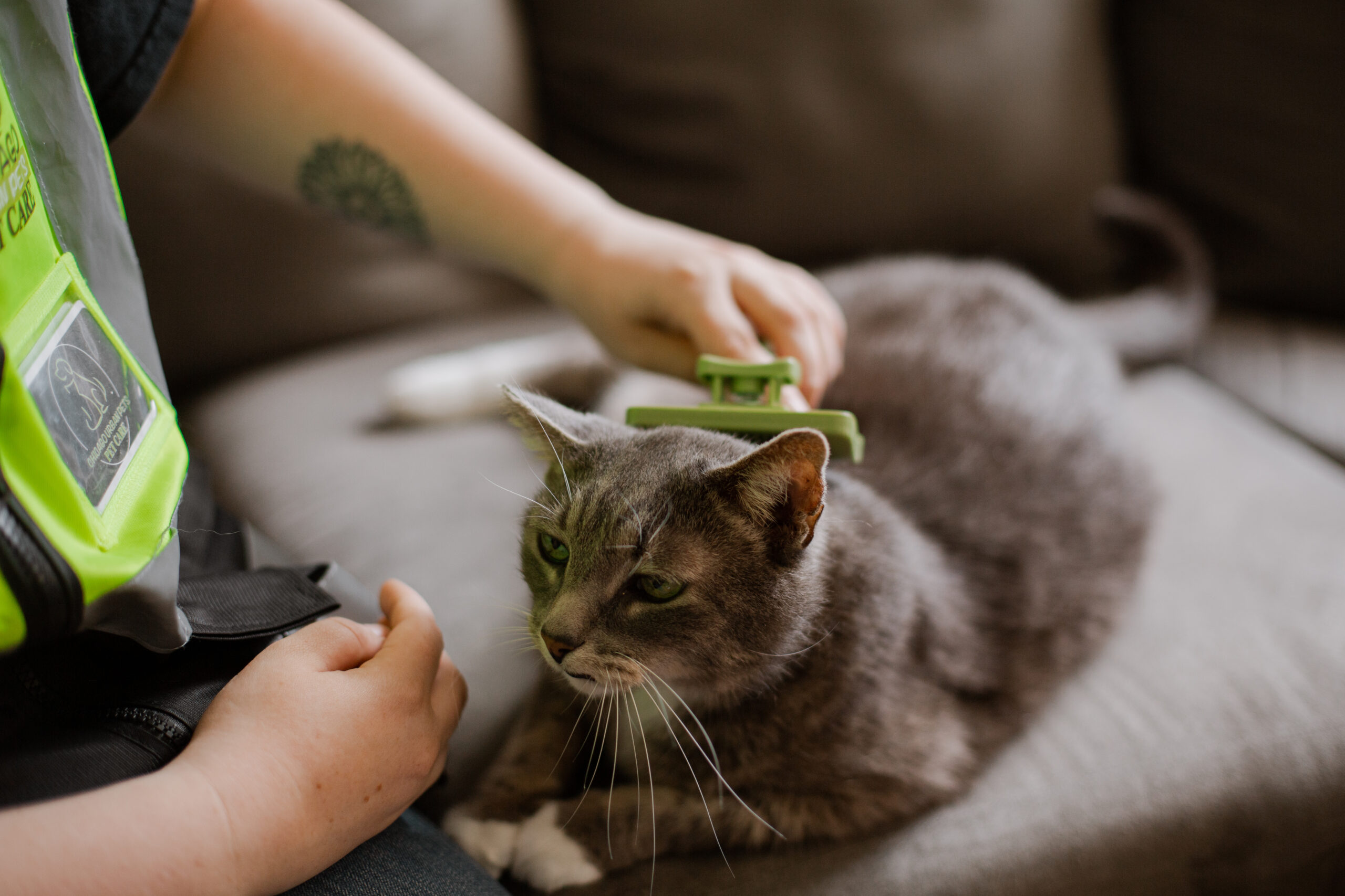 cat-sitting-chicago-grooming