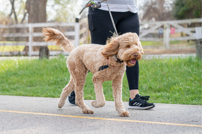A golden doodle trots alongside their owner on the side of a rural road. The dogs curly fur is short everywhere except their tail, snout, and ears, where it flows in the wind. Behind them, a white wooden fence runs parallel to the road