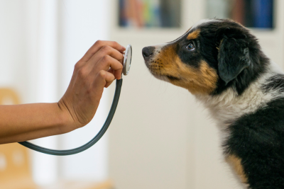 A white hand holds the end of a stethoscope a half inch from a young pup's nose. The puppy looks up at the holder of this stethoscope, with brown, black, and white patches on his nose and eyes.