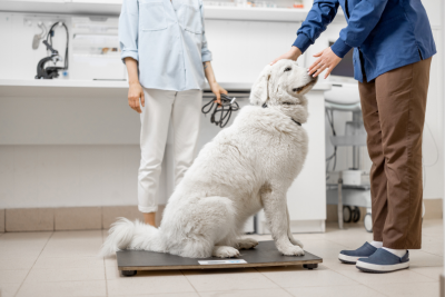 Inside a vet's exam room, a fluffy white labrador sits on a scale. Behind him stands a woman holding a black leash. In front of him, with one hand resting on the crown of his head, stands a man, his other hand extends just in front of the dog's snout, middle and pointer fingers resting on his nose.
