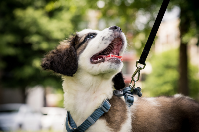 A puppy wearing a blue walking harness, connected to a taut black leash extending out of frame in top right corner. The pup has white and dark brown spots, and looks up to their owner, mouth open, panting with excitement.