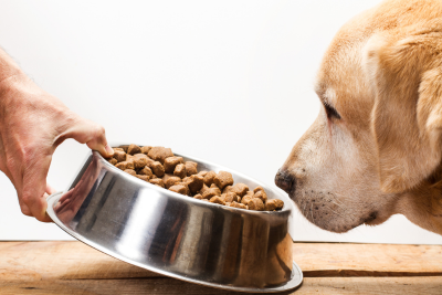 A side profile of a yellow lab's head, watching a silver bowl of kibble be set down in front of him.
