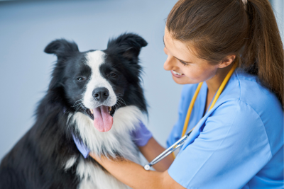 A Black and white border collie Smiles wide for the camera. A smiling woman in scrubs, gloves, a stethoscope, and a long straight brown ponytail places her hands on each of the dogs shoulders.