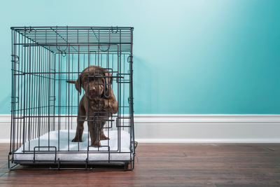 Brown Lab Puppy in a crate, pawing at the door with curiosity.  