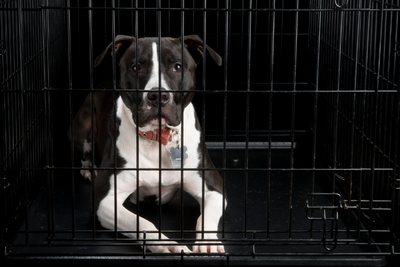 Crated pit bull laying down against a black background.