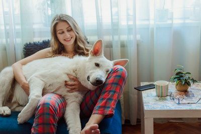 big white dog on woman's lap