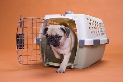 Pug puppy stepping out of a pet carrier against an orange background.  