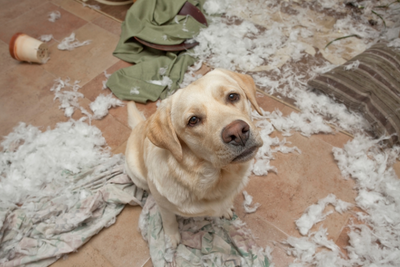 Yellow Lab staring up, head tilted.  The dog sits on a tile floor, surrounded by shredded pillow cases, piles of white feathers strewn across the floor.  In the background, a pint of ice cream lays, toppled on its size.