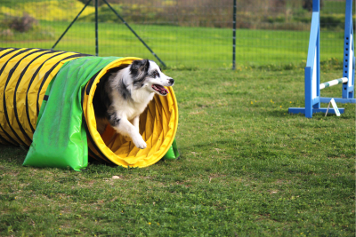 dog agility course summer