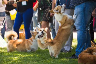crowd of people outside standing on a lawn with corgi dogs