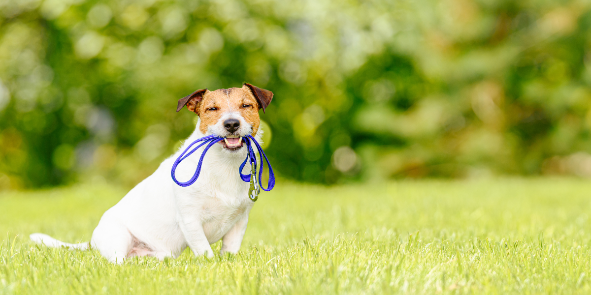 dog outside with leash in mouth