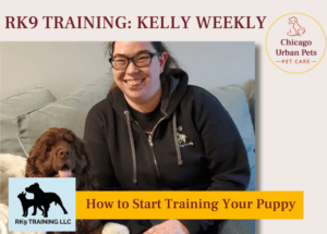 How to Start Training a Puppy