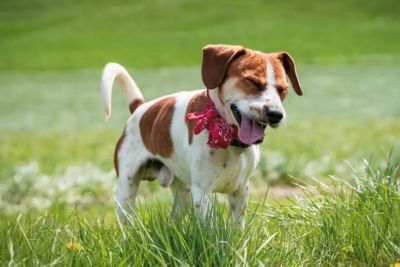 Puppy in a field, mid cough.