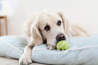 Yellow Lab pouting on a dog bed, with a tennis ball right in front of his snout.