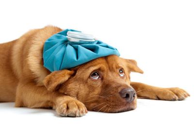 Dog laying down, looking up at an ice pack on his head.