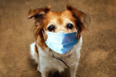 Small dog wearing a disposable face mask