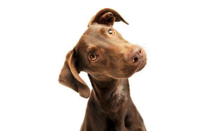 Inquisitive dog tilts its head to the side, looking up.