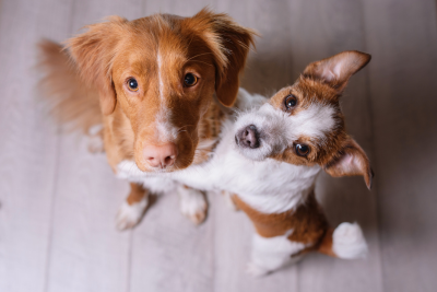 Two dogs looking up into the camera, the smaller dog hugging the sitting larger one.