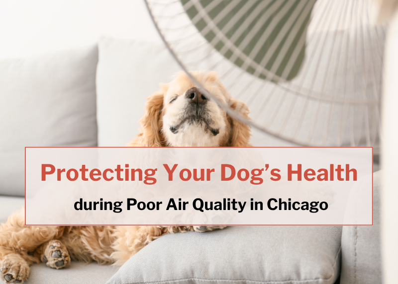 dog sitting in front of fan for fresh air