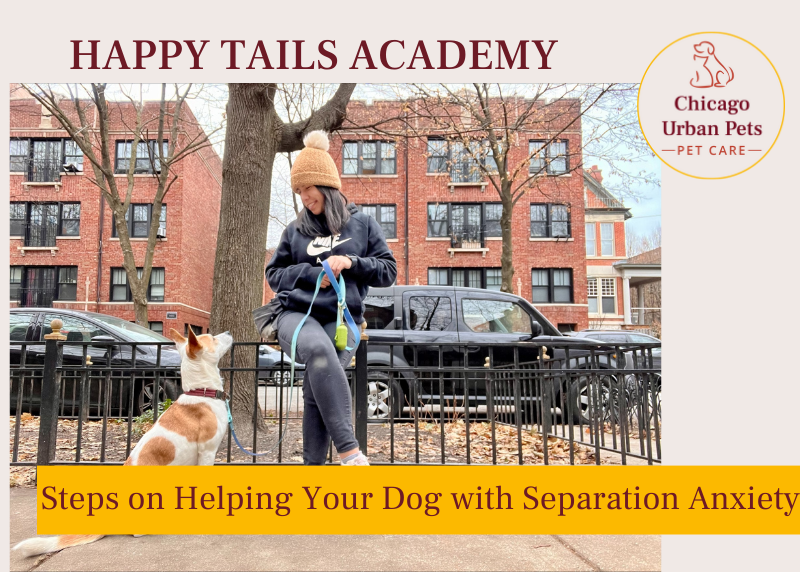 Steps to Helping Dog with Separation anxiety