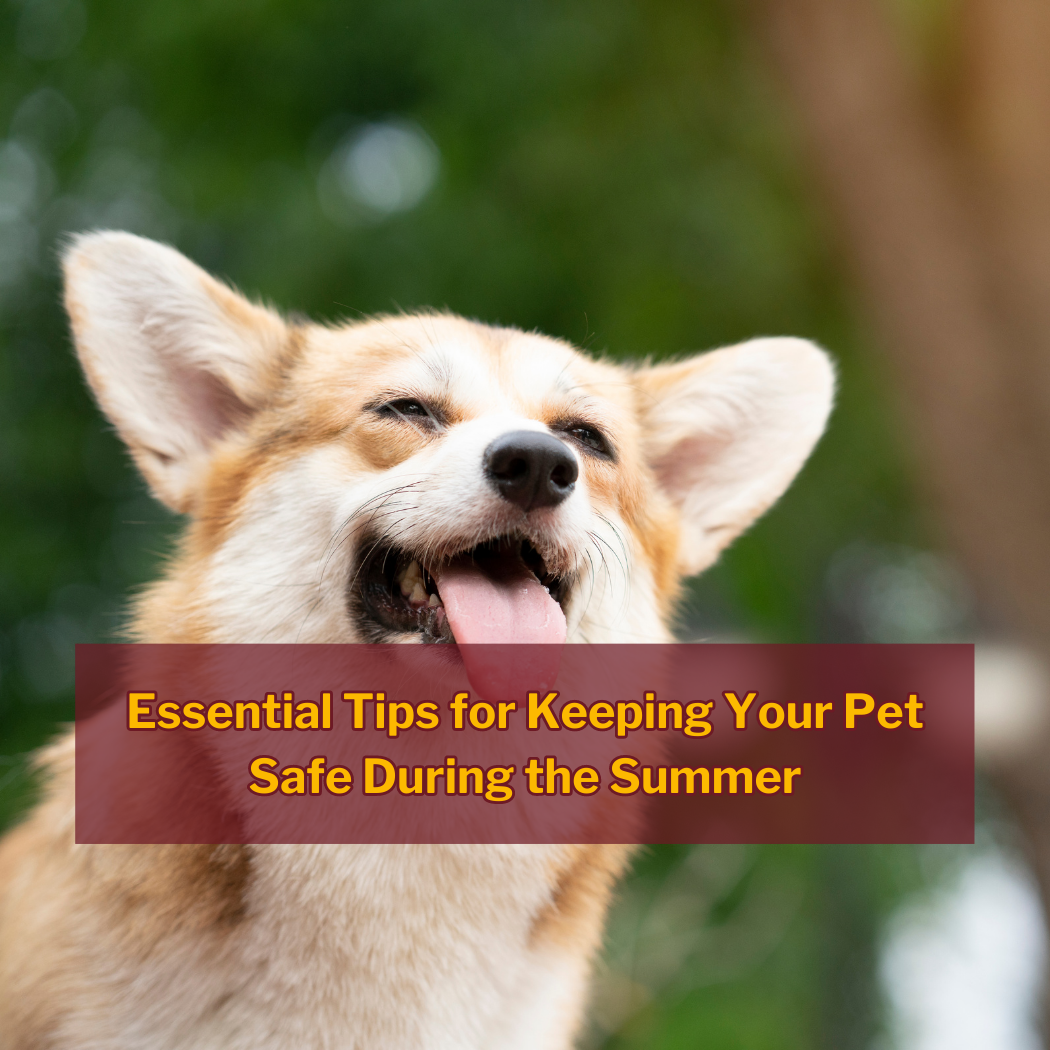 Corgie dog with tongue out with blog post title