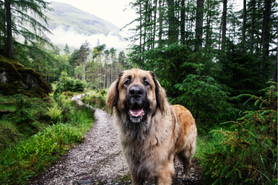 Big fluffy dog out on a hiking trail, a mountain in the background.