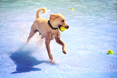 Golden Retriever holding a tennis ball while running through a shallow pool.  two other tennis balls float in the water nearby.